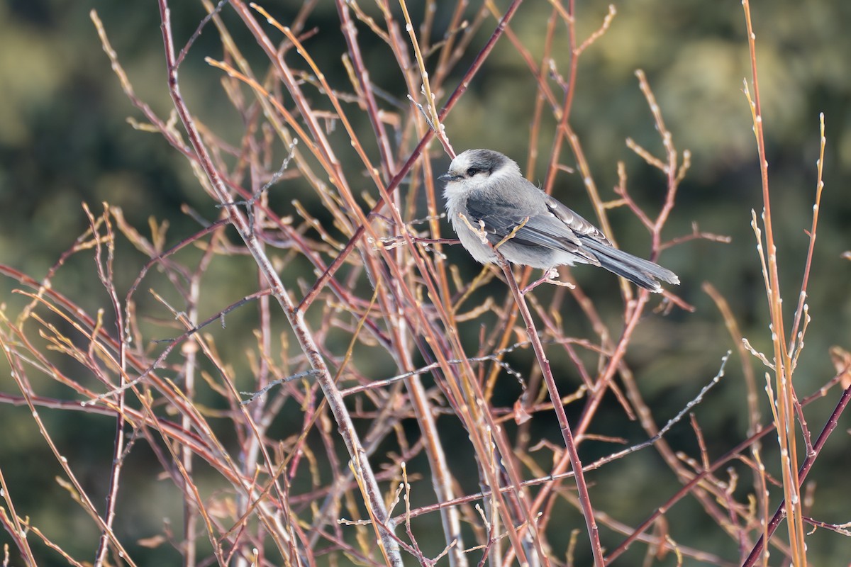 Meisenhäher - ML645723665