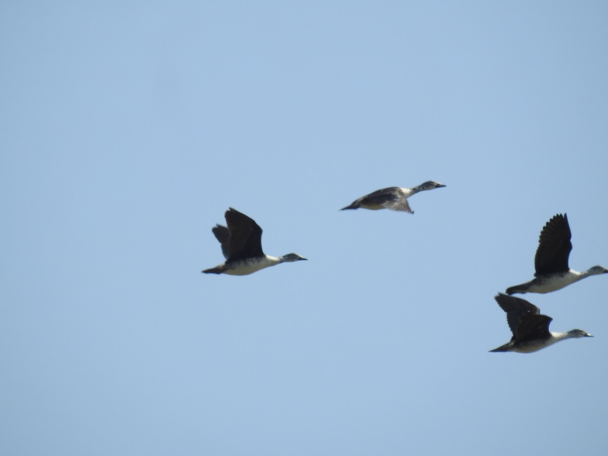 Comb Duck - ML645723693