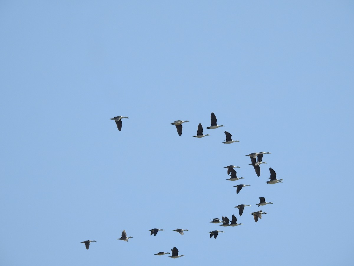 Comb Duck - ML645723694