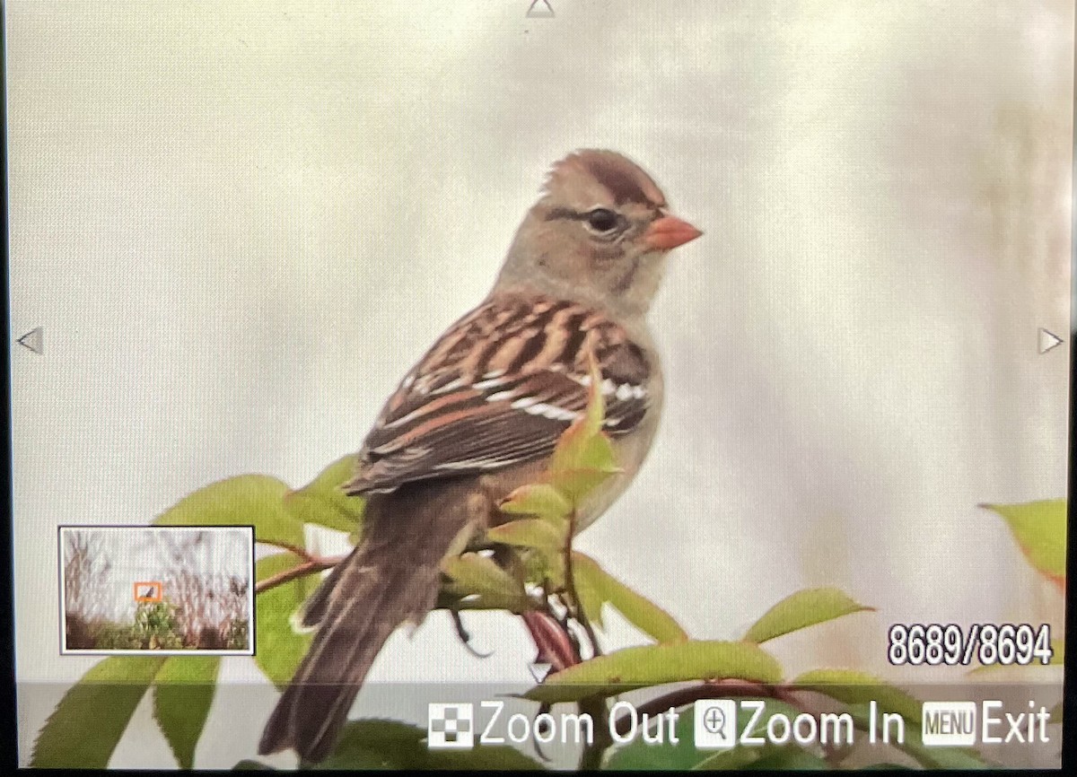 White-crowned Sparrow - ML645723696
