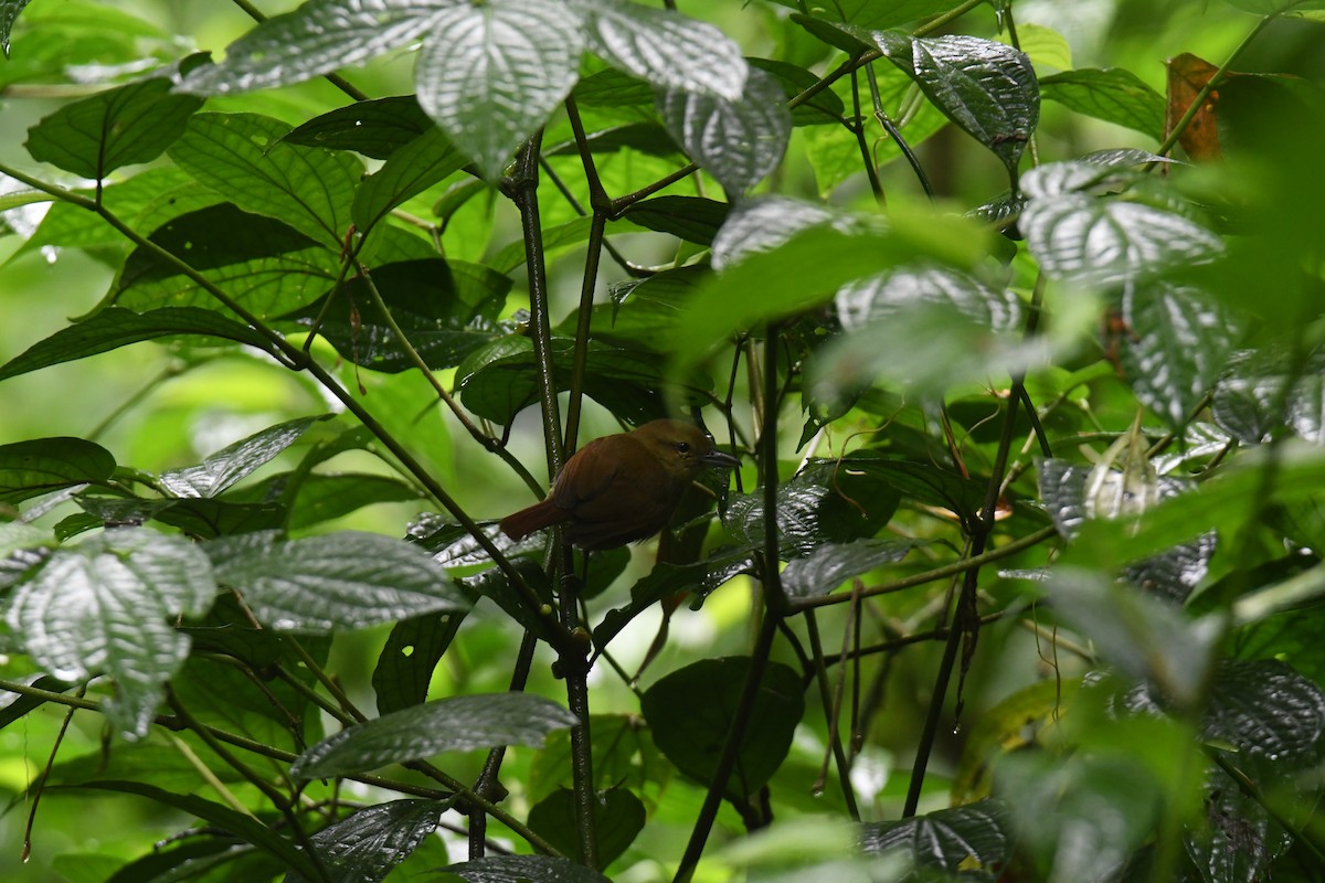Russet Antshrike - ML645723698