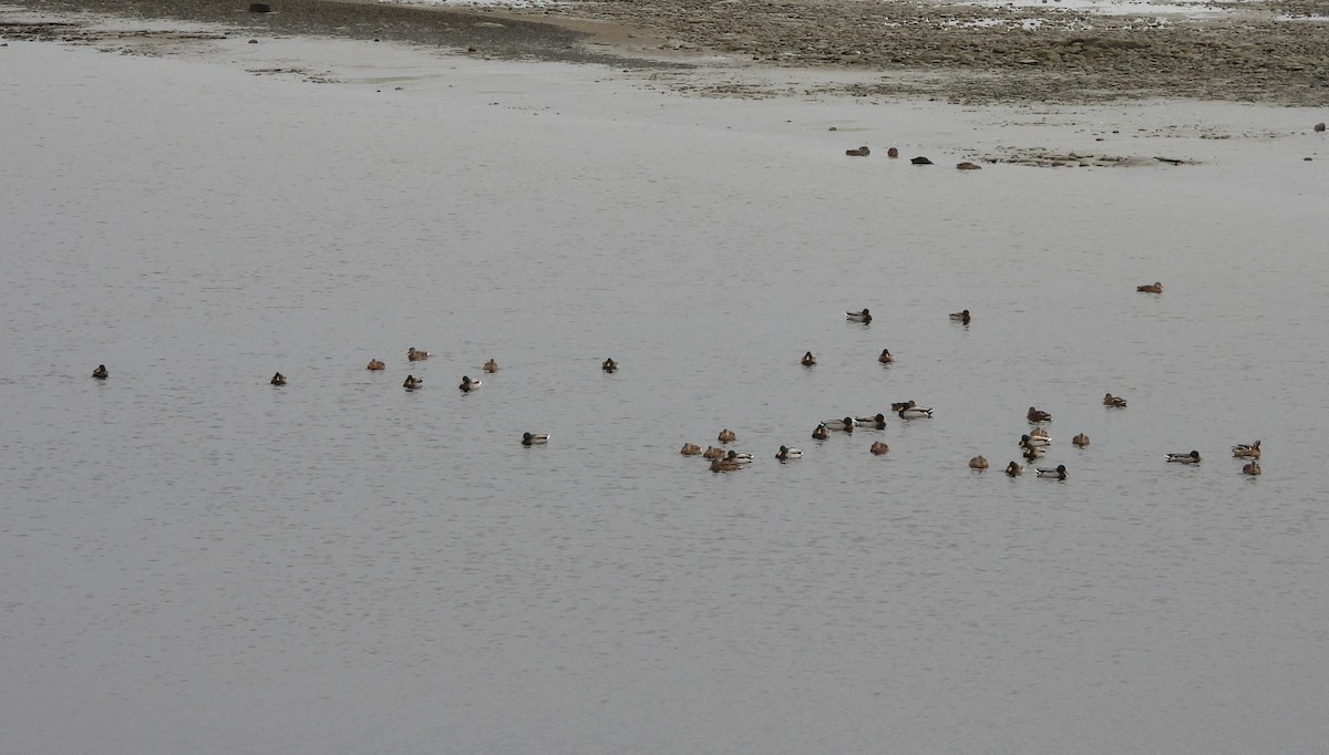 Зэрлэг нугас - ML645723699