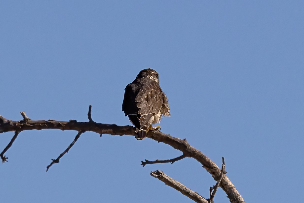 Merlin - ML645723705