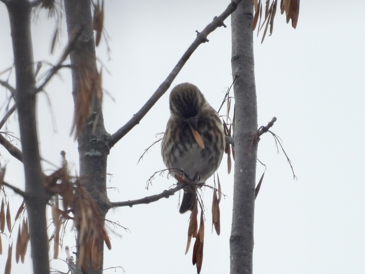 Purple Finch - ML645723706