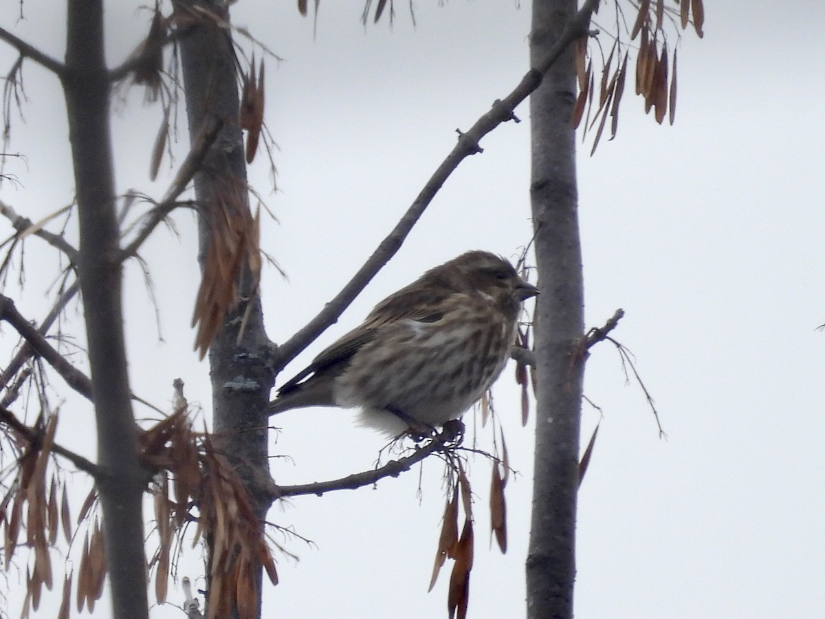 Purple Finch - ML645723707