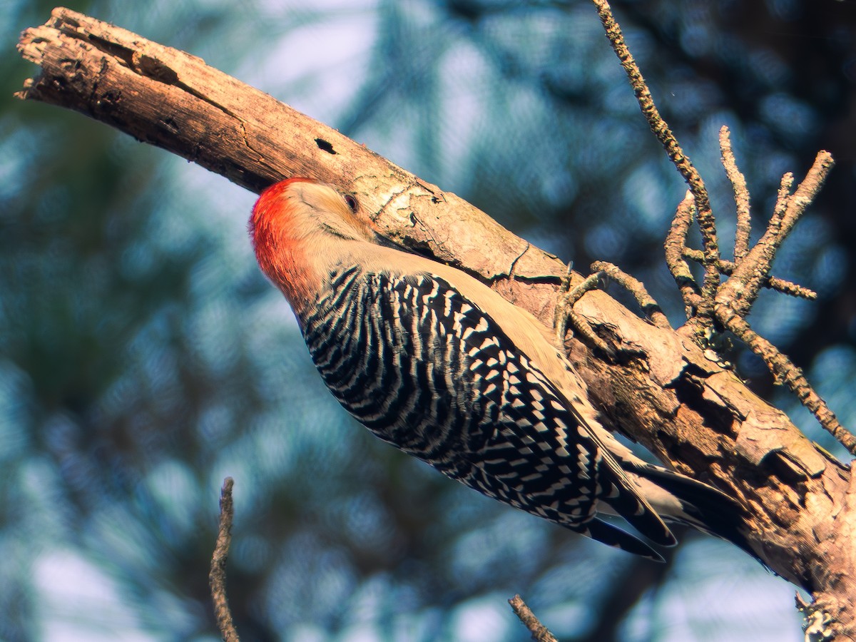 Red-bellied Woodpecker - ML645723709
