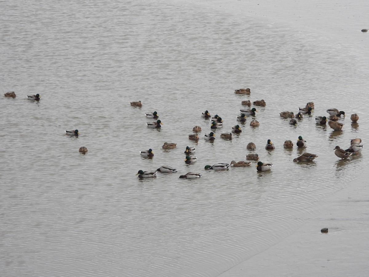 Зэрлэг нугас - ML645723711