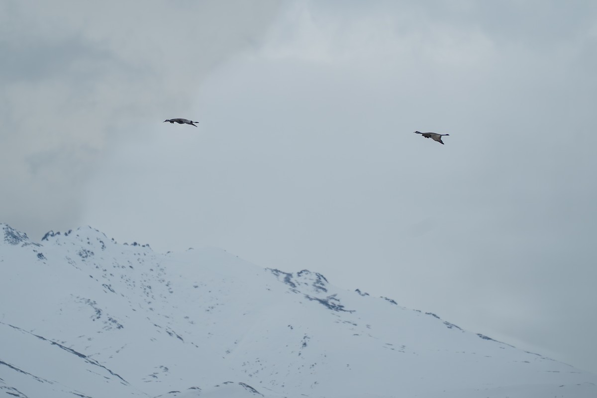 Kanadakranich - ML645723713