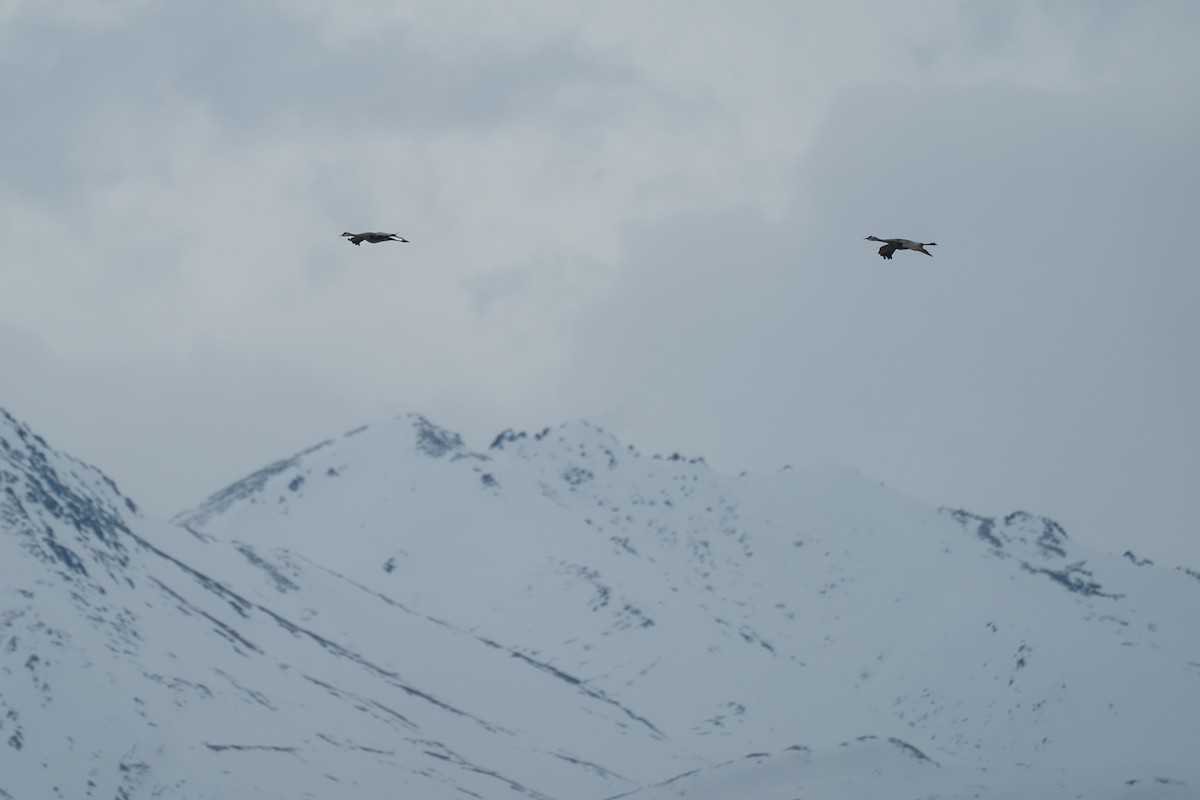 Kanadakranich - ML645723714