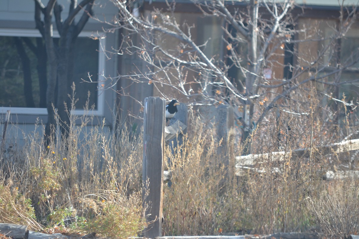 Black-billed Magpie - ML645723716