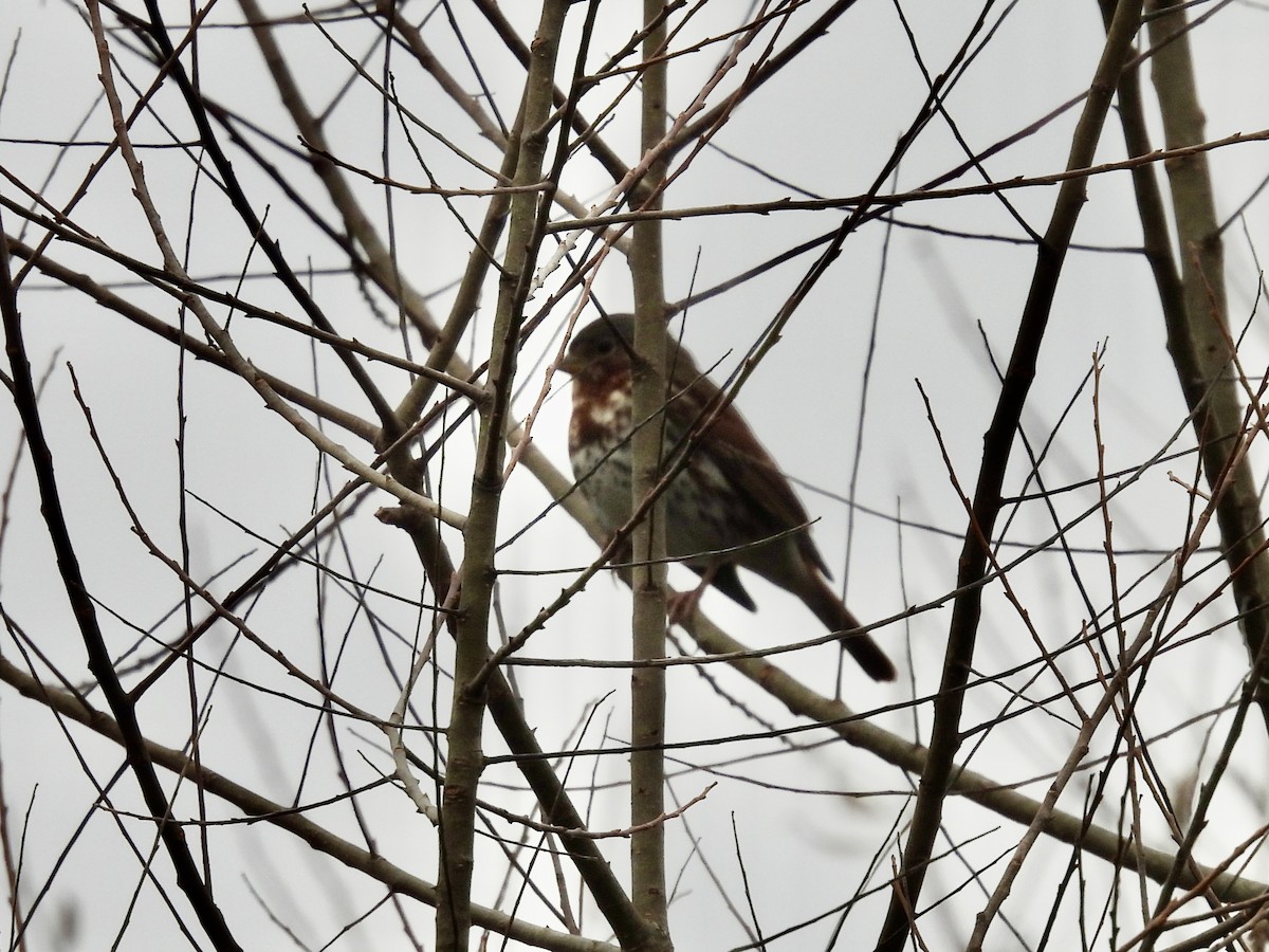Fox Sparrow - ML645723719