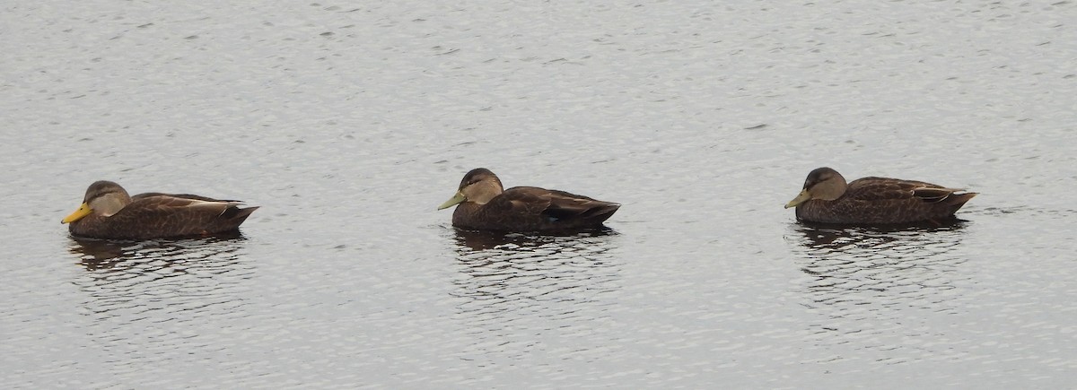 American Black Duck - ML645723720