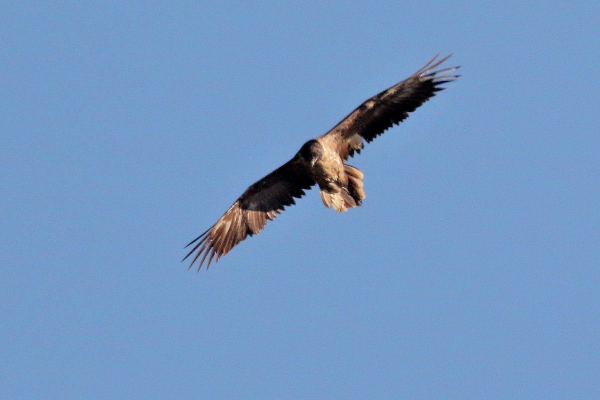 orlosup bradatý - ML645723722