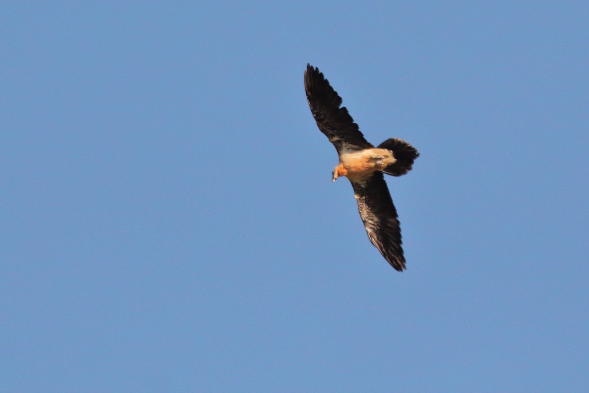 orlosup bradatý - ML645723724