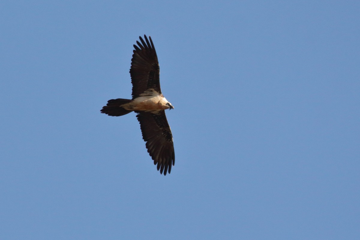 orlosup bradatý - ML645723725