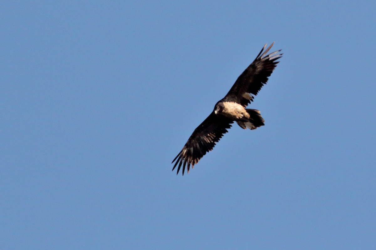 orlosup bradatý - ML645723726