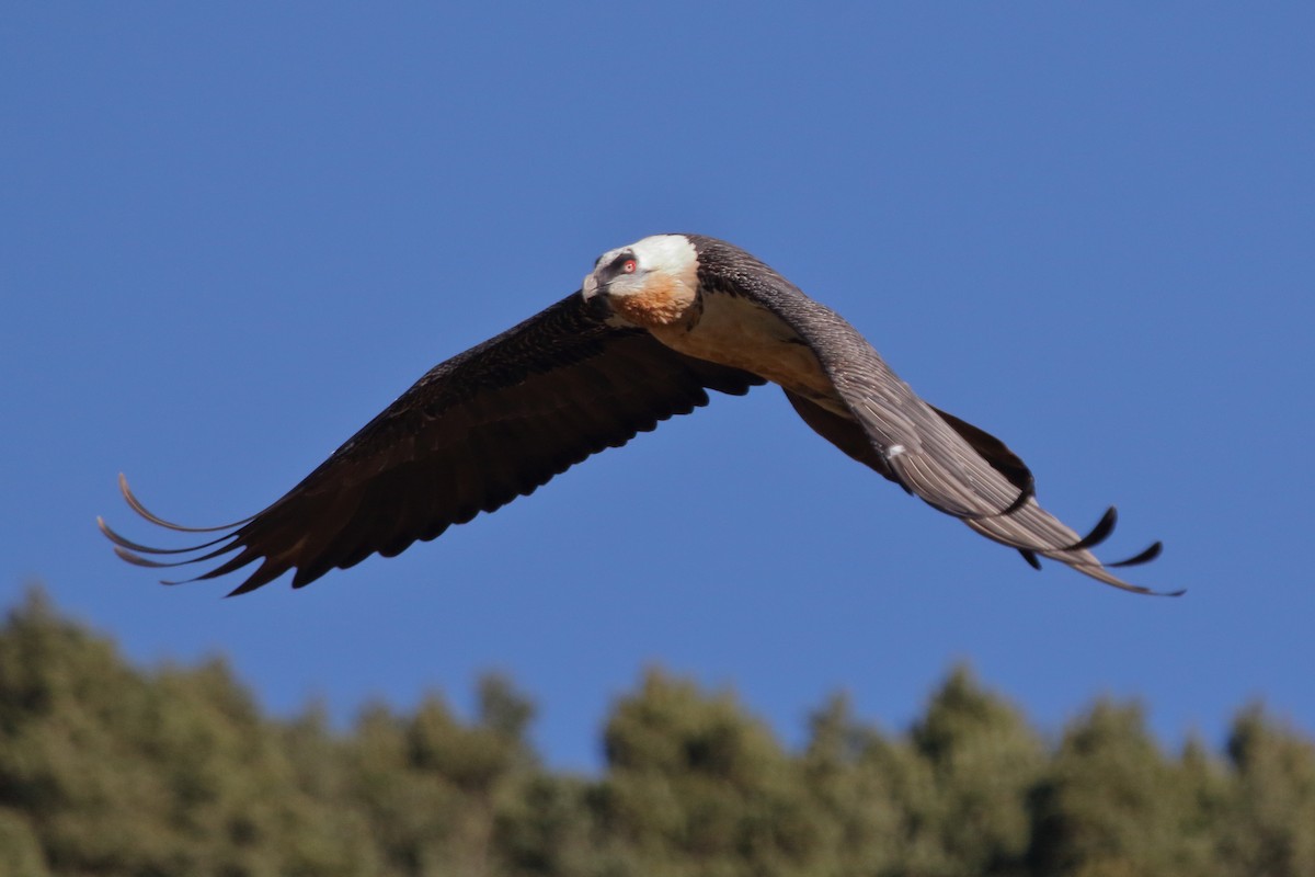 orlosup bradatý - ML645723728