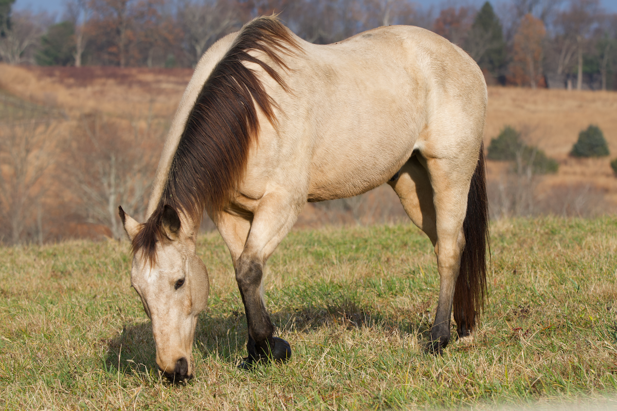 Mammals - ML645723729