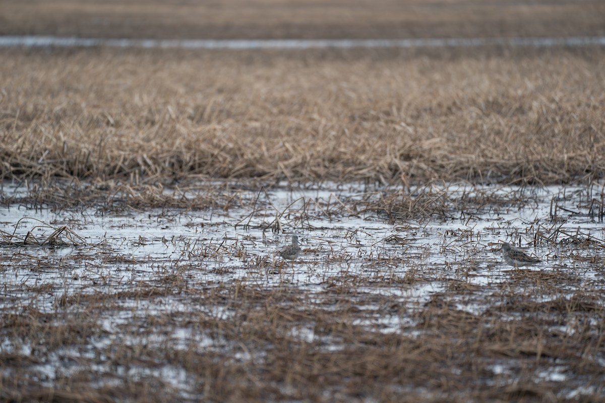 Greater Yellowlegs - ML645723740