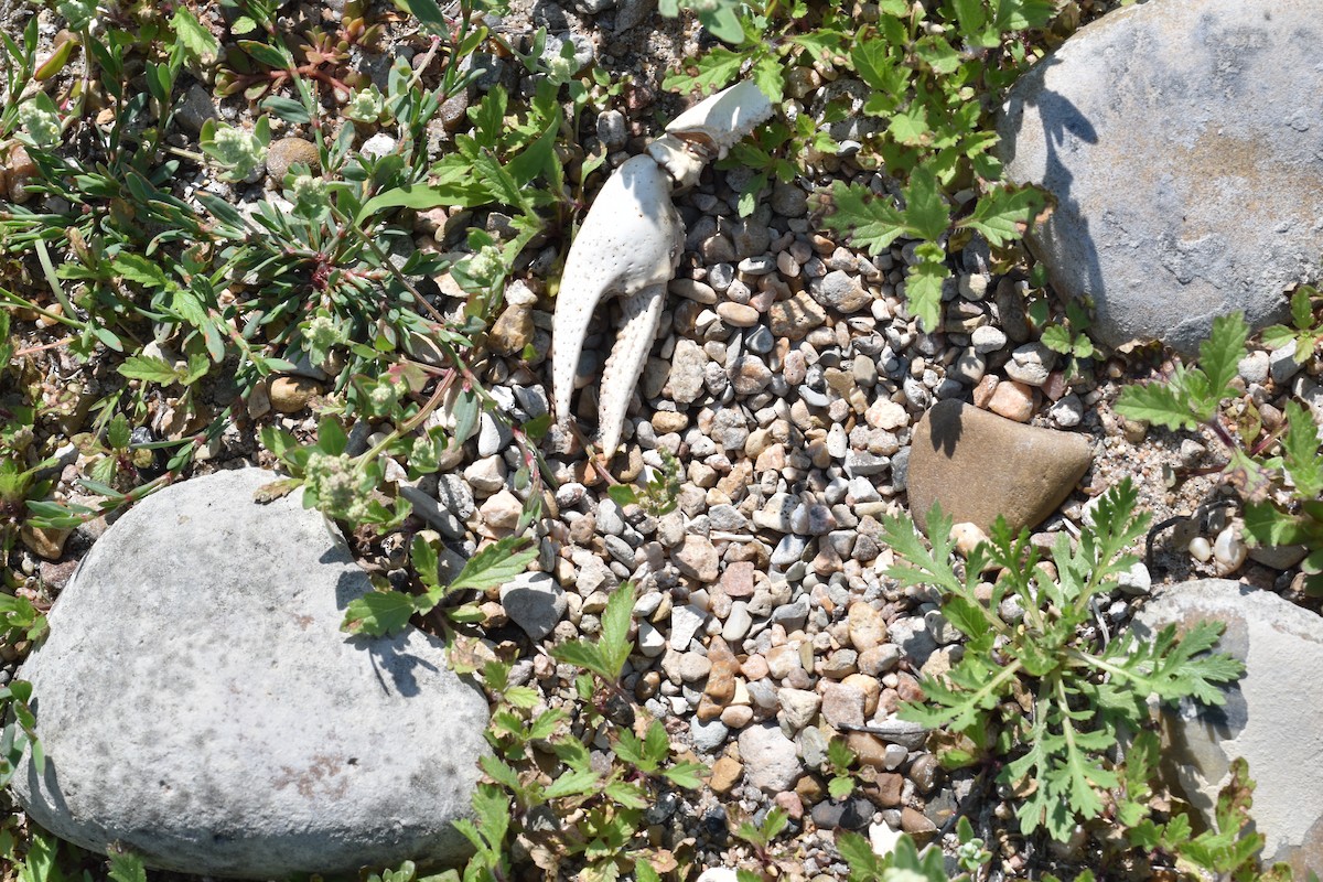 Flötenregenpfeifer - ML645723741