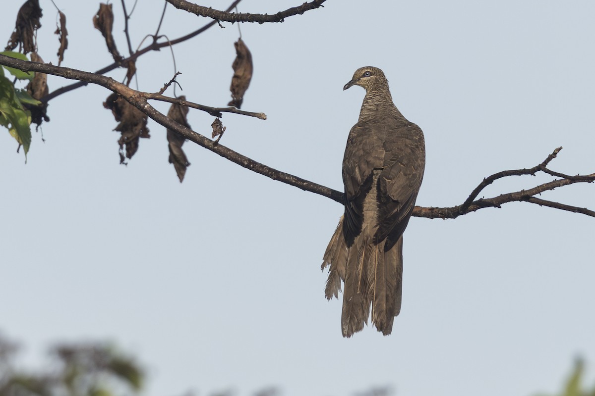 Tanimbar Cuckoo-Dove - ML645723750