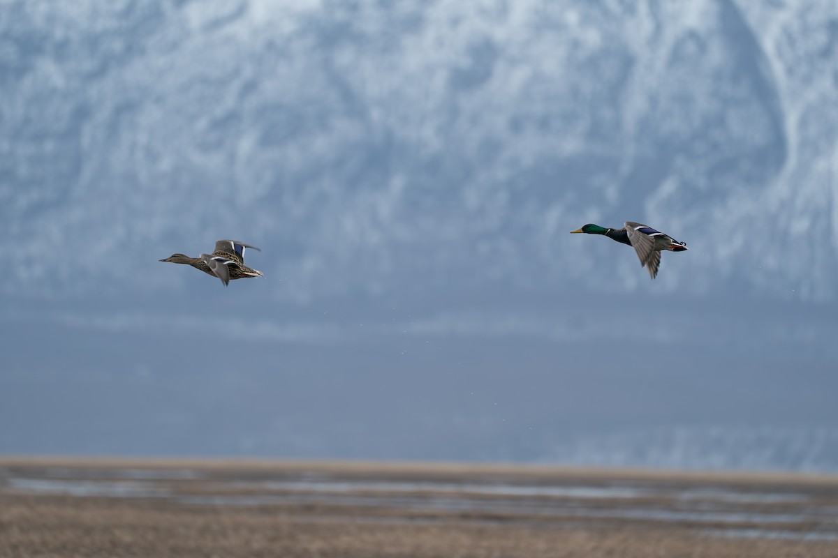 Stockente - ML645723752