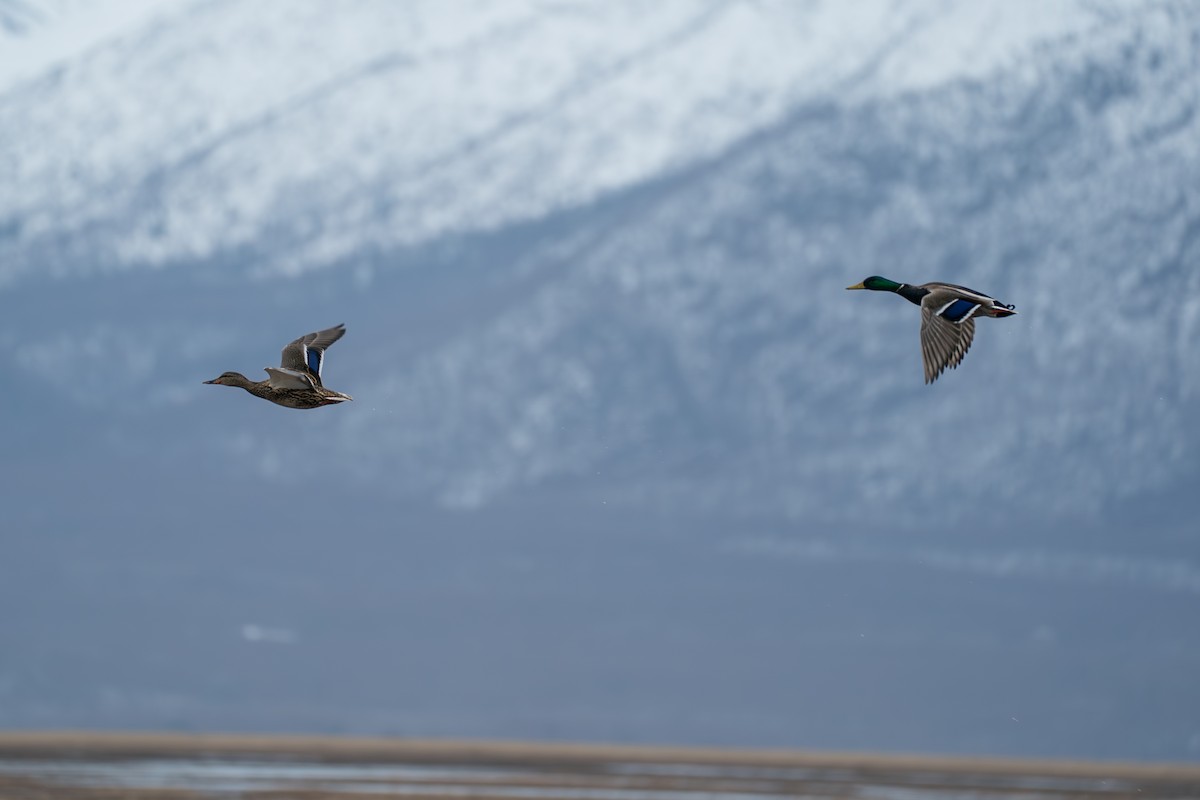 Stockente - ML645723753