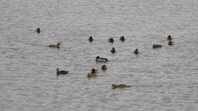 Mallard - ML645723756