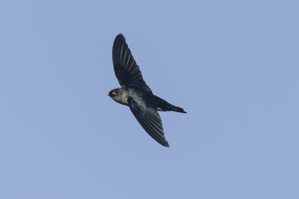 Glossy Swiftlet - ML645723764
