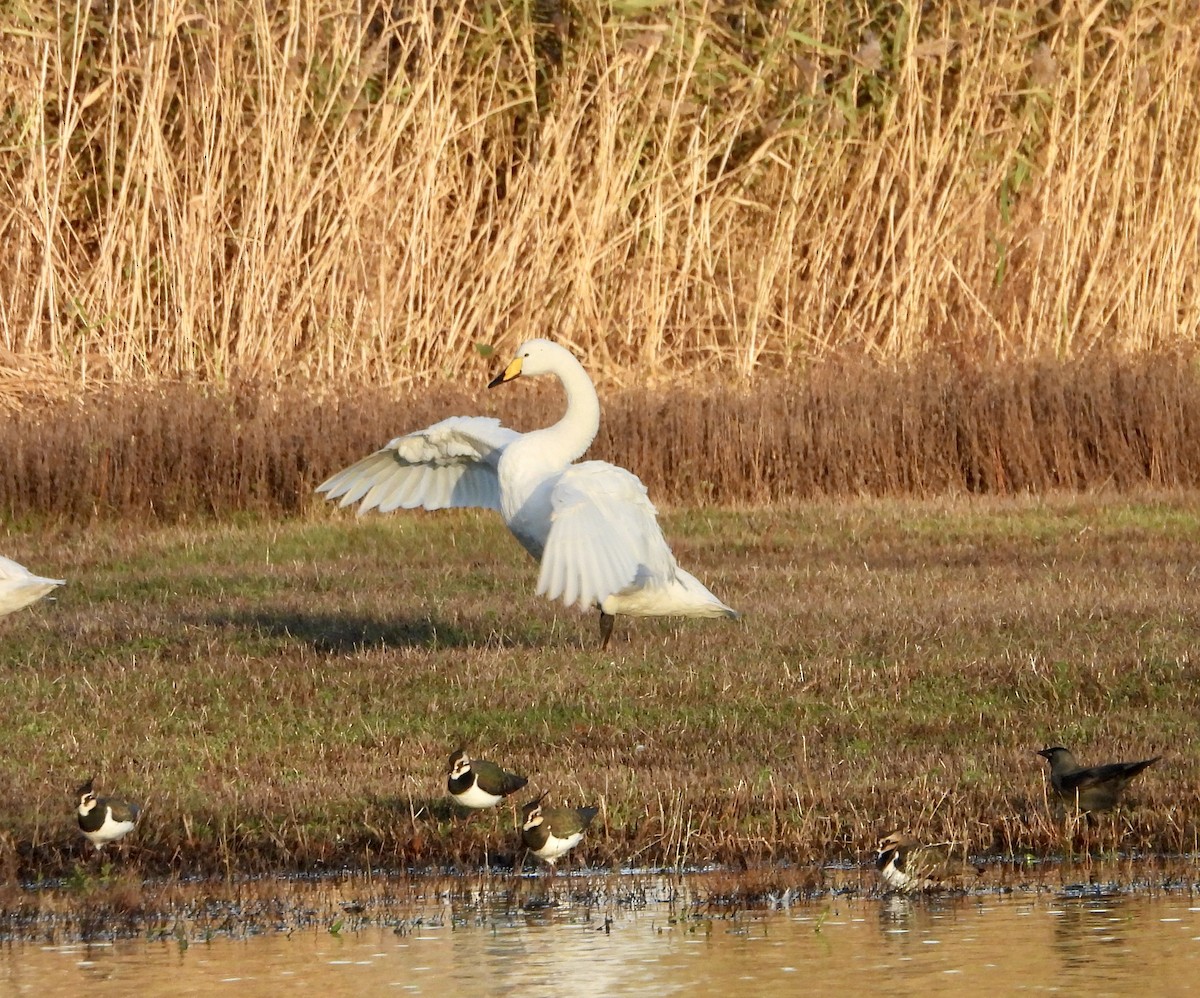 Whooper Swan - ML645723766