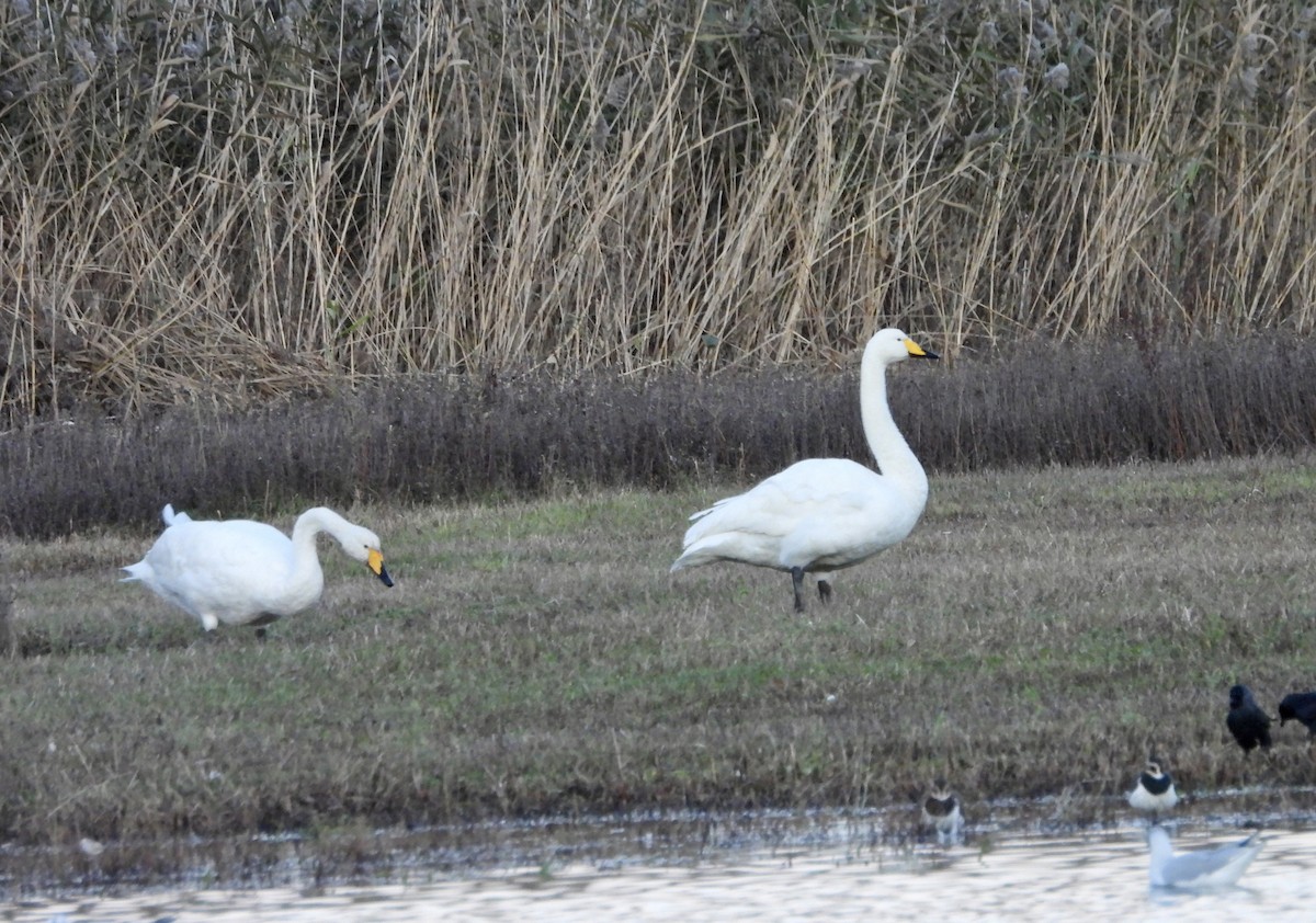 Whooper Swan - ML645723767