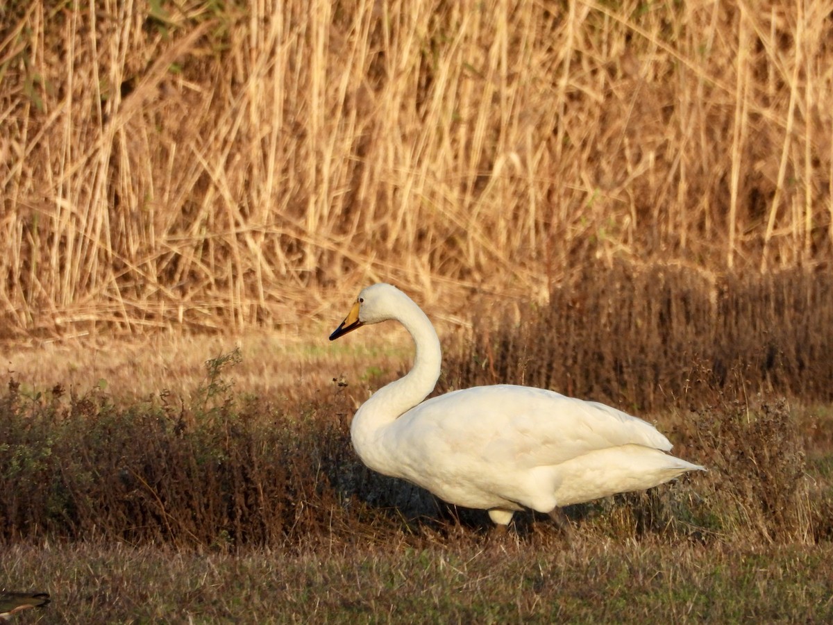 Whooper Swan - ML645723768