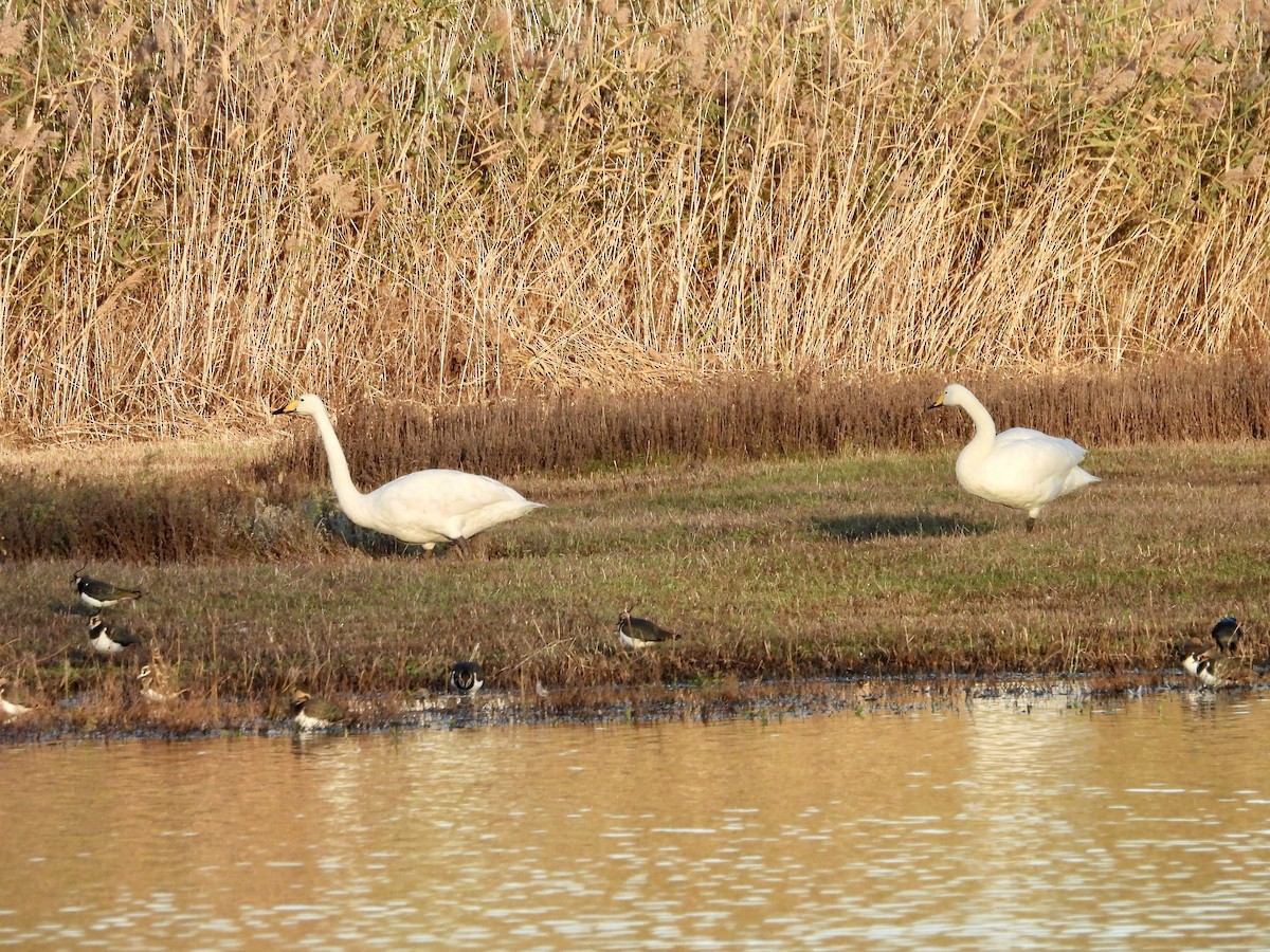 Whooper Swan - ML645723769