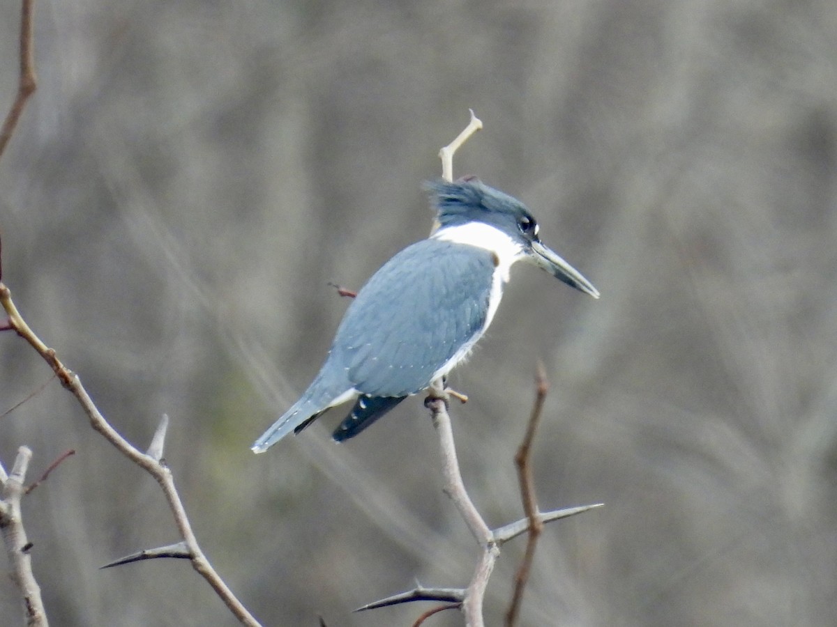 Belted Kingfisher - ML645723776