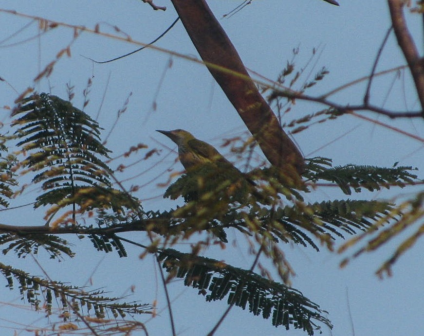 Indian Golden Oriole - ML645723780
