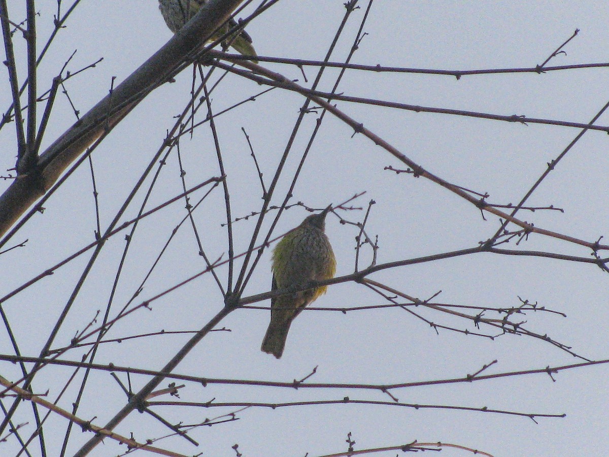 Indian Golden Oriole - ML645723781