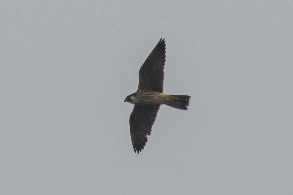 Falco pellegrino - ML645723786