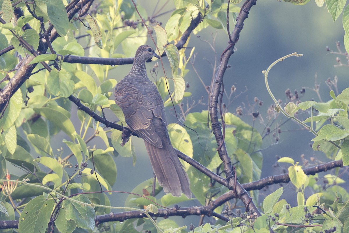 Tanimbar Cuckoo-Dove - ML645723788