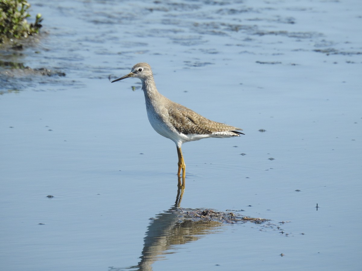 Lesser Yellowlegs - ML645723791