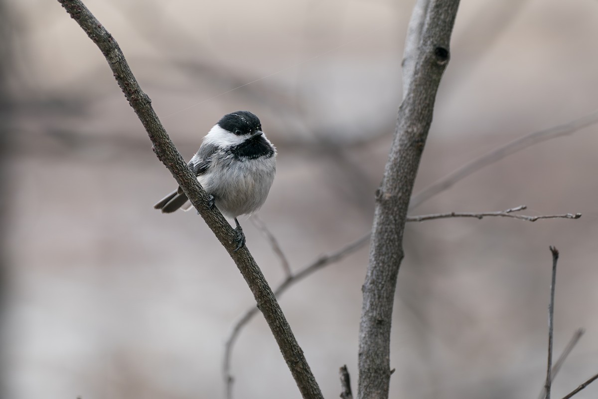 Schwarzkopfmeise - ML645723795