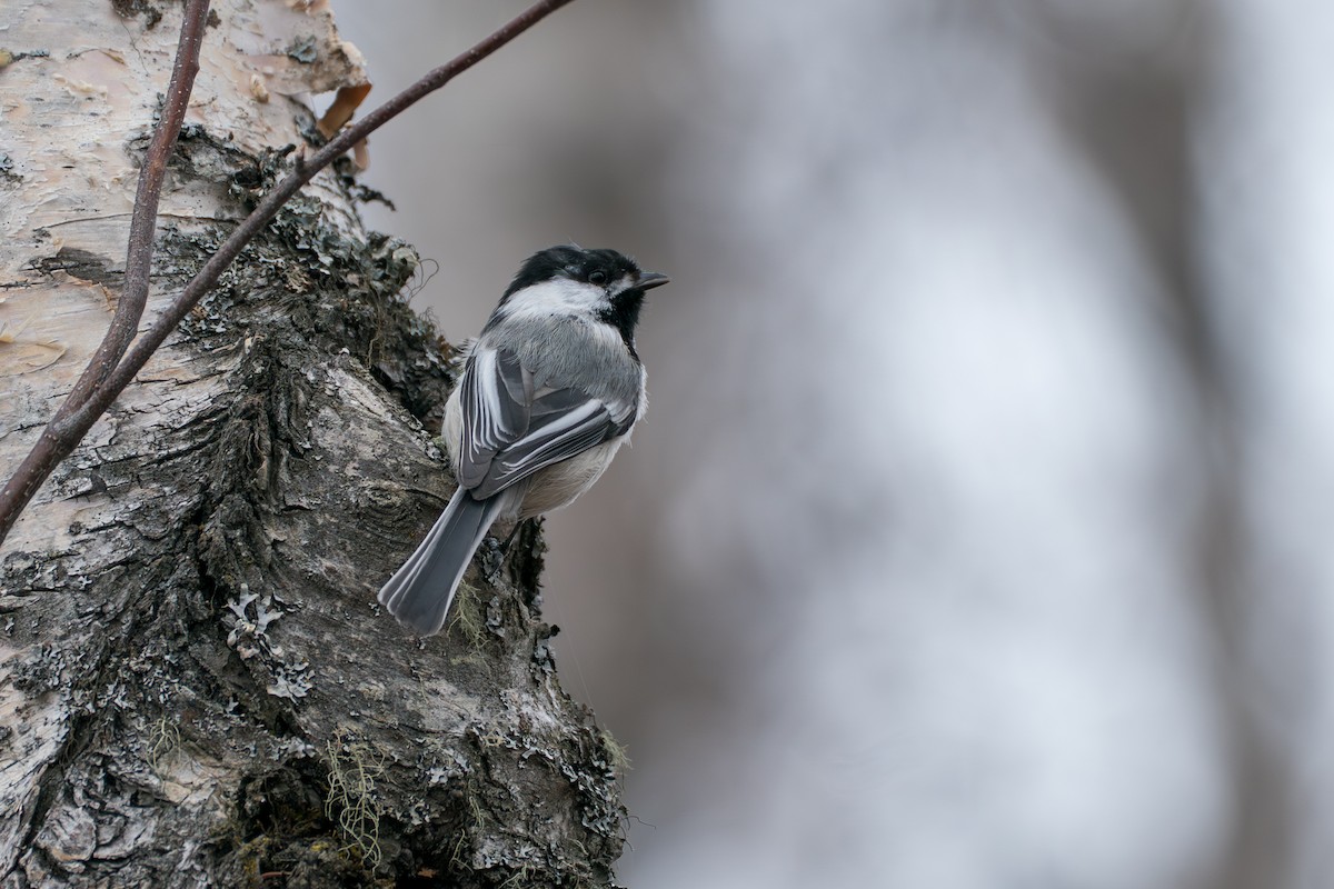 Schwarzkopfmeise - ML645723796