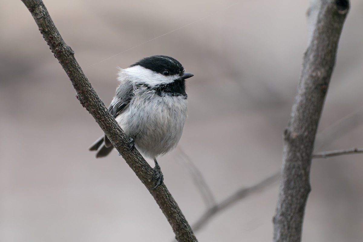 Schwarzkopfmeise - ML645723797