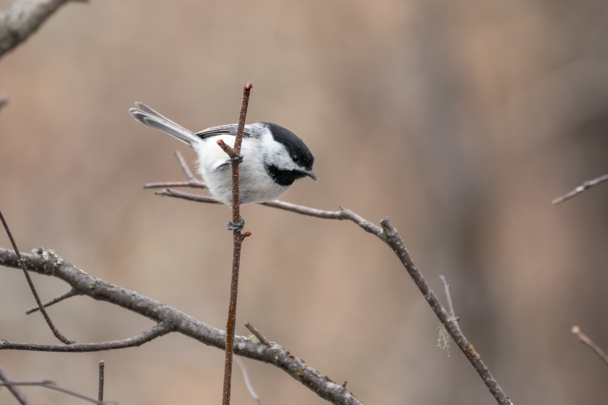 Schwarzkopfmeise - ML645723798