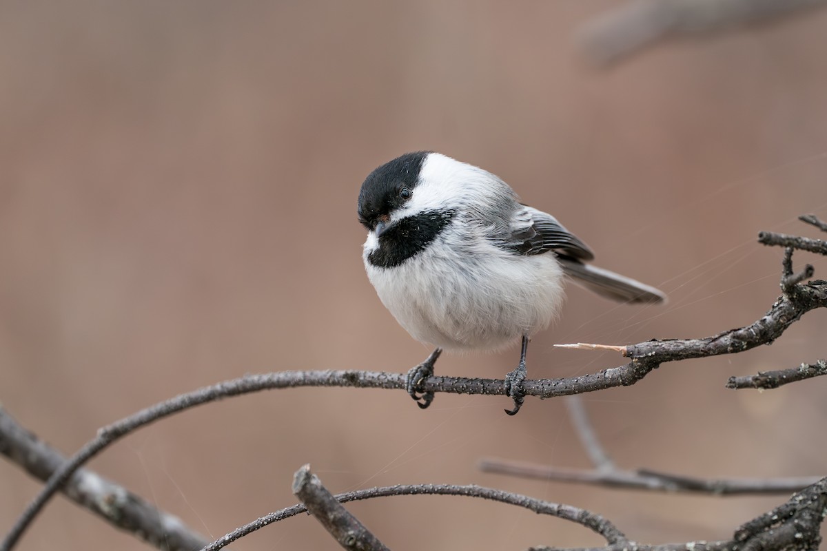 Schwarzkopfmeise - ML645723799