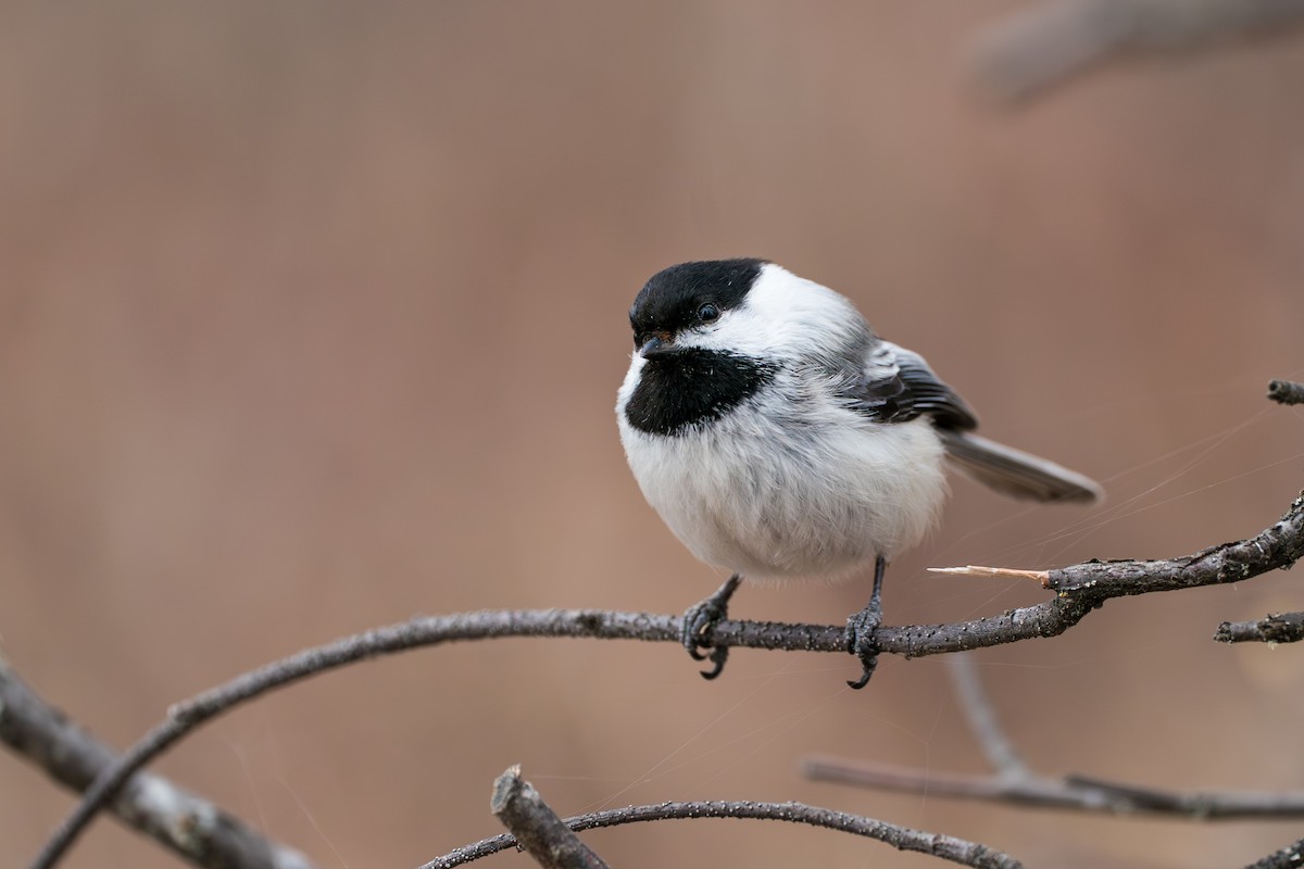 Schwarzkopfmeise - ML645723800