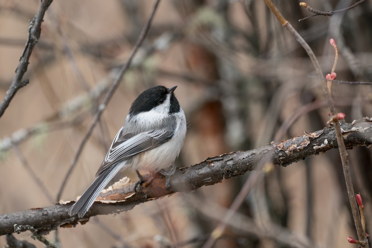 Schwarzkopfmeise - ML645723801