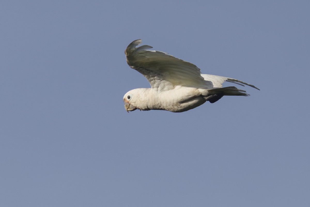 Tanimbar Corella - ML645723803