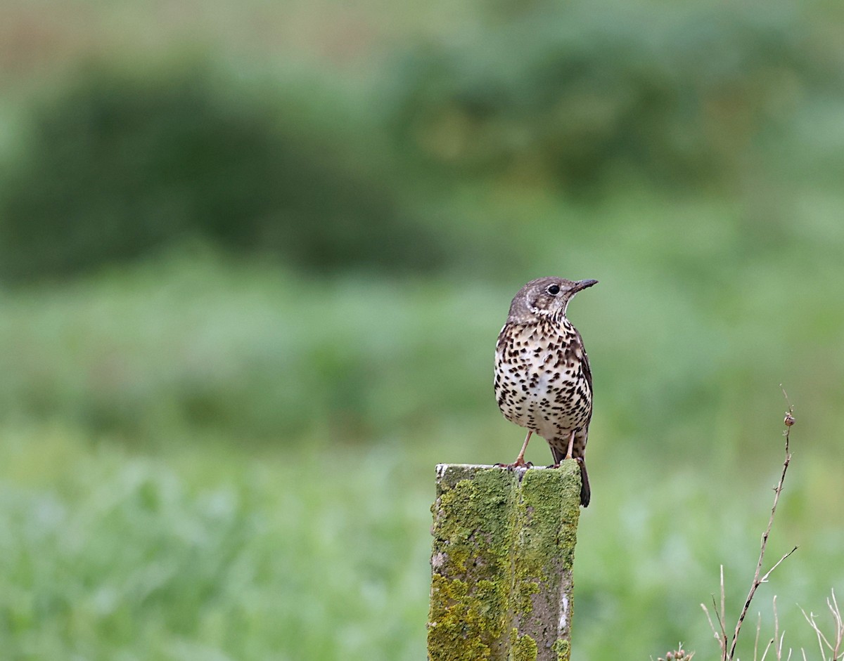 Mistle Thrush - ML645723808