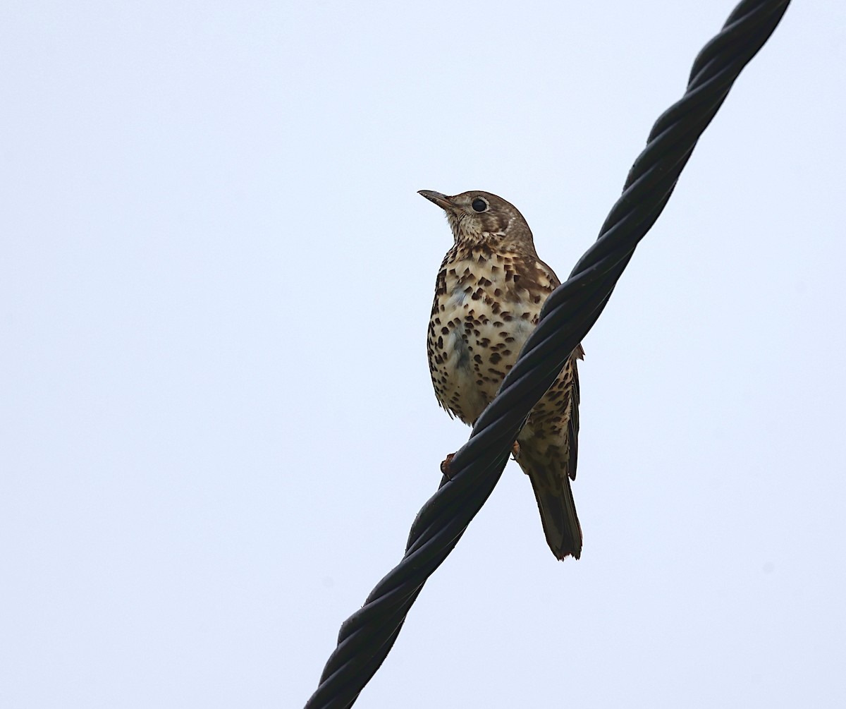 Mistle Thrush - ML645723811