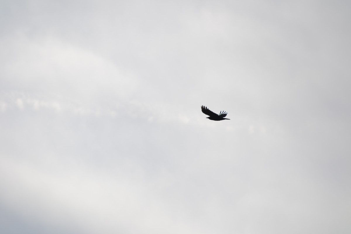 American Crow - ML645723816